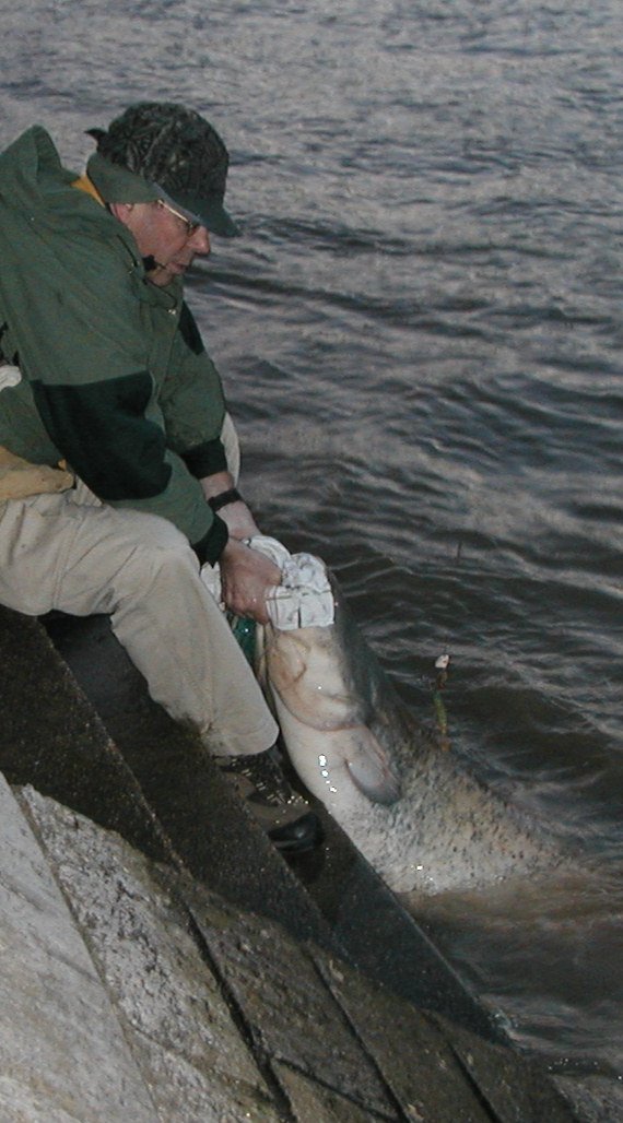 photo d'un pecheur sortant un gros poisson de la seine