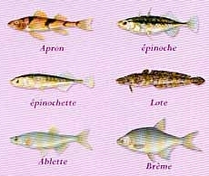 image des differents poissons de la seine